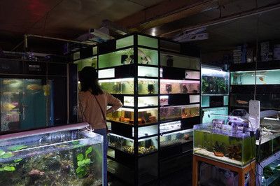 花鸟市场的鱼缸文化花鸟市场的鱼缸文化花鸟市场的鱼缸文化：花鸟市场的鱼缸为什么那么干净漂亮？ 鱼缸百科 第2张