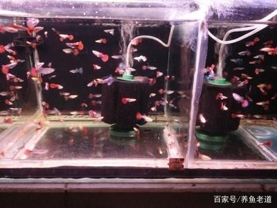 店铺风水学中的鱼缸摆放位置：店铺中摆放鱼缸的风水做法可以招财旺运，店铺风水布局 鱼缸百科 第1张