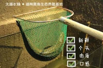 黑鱼饲养技巧和饲养技巧和注意事项和注意事项和注意事项：关于黑鱼在鱼缸里怎么养的一些详细信息 鱼缸百科 第1张