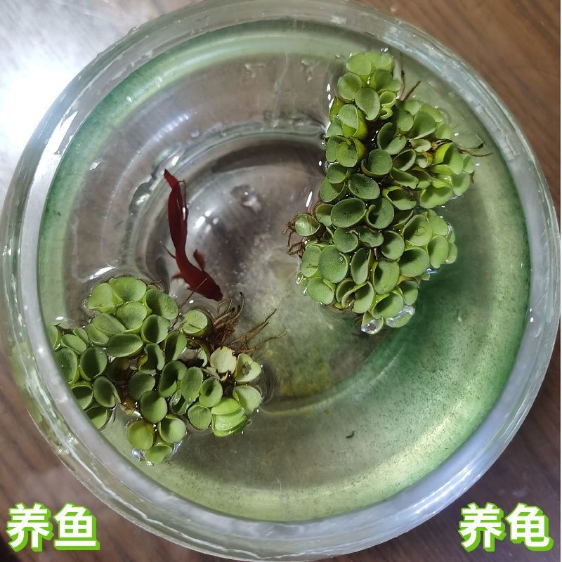 葫芦可以用作鱼缸造景的一部分，但需要注意适度管理和维护：水葫芦可以用作鱼缸造景的一部分，但需要注意适度管理和维护