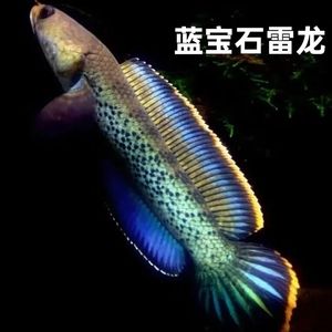 幻彩蓝宝石雷龙鱼缸大小的饲养技巧雷龙鱼的饲养技巧：幻彩蓝宝石雷龙鱼的饲养