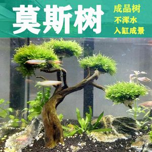 迎客松适合放入海景鱼缸造景吗？：水草缸与海景鱼缸的区别 鱼缸百科 第4张