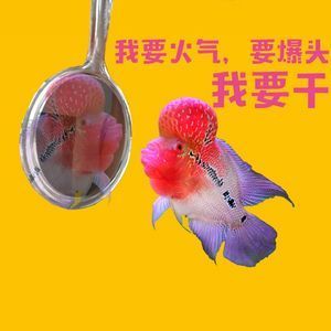 幻彩水族鱼缸怎么选择：1号水族鱼缸官网提供了幻彩水族鱼缸官网信息和信息 鱼缸百科 第3张