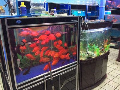 鱼缸定做服务的店铺：水族工程公司水族工程水族馆：在海城提供鱼缸定做服务的店铺