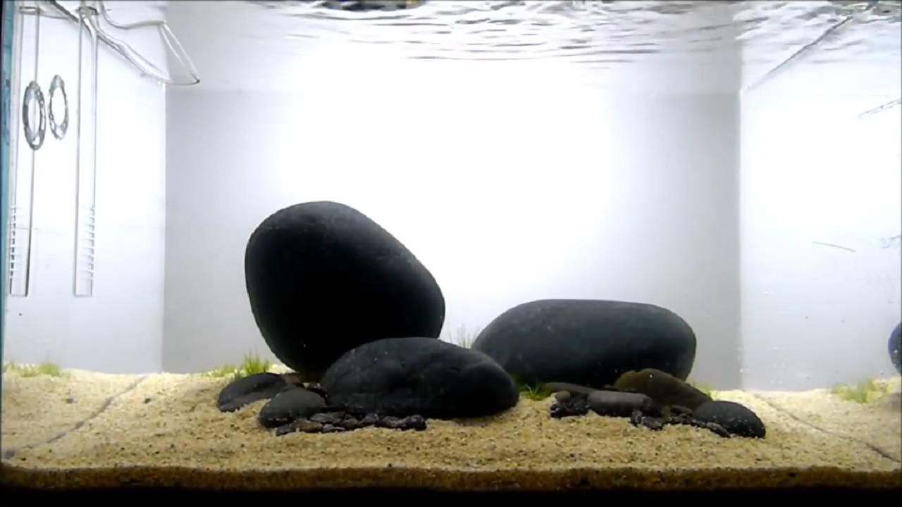 鱼缸中放置小石子前需要了解关键因素，对水质影响产生影响：如何正确选择鱼缸石头