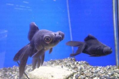 黑鱼的饲养方法和经验：黑鱼的养殖方法和技巧