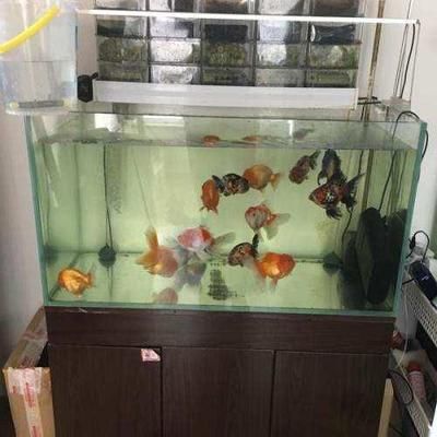 配置一个海水观赏鱼缸需要考虑多个方面以下配置流程：如何配置一个海水观赏鱼缸