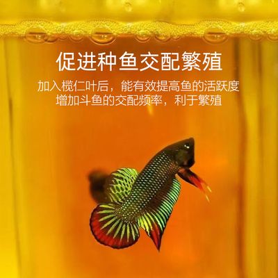 鱼缸水质管理的全面指南：橄榄叶在鱼缸中的使用方法