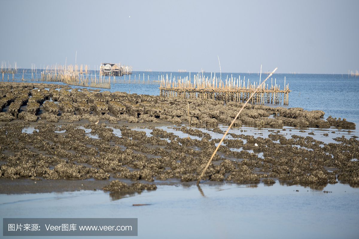 海沙放鱼缸底砂是否合适，掌握这些技巧，养鱼爱好者更好地选择：如何选择适合的鱼缸底砂