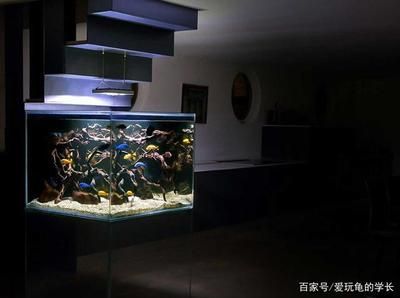 鸿颜水族提供定制鱼缸的服务可以根据空间使用规划建议：如何打造一个与众不同的鱼缸 鱼缸百科 第4张