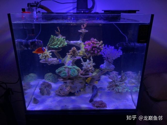 鱼缸除青苔的几种方法：淡水鱼缸长青苔怎么处理淡水鱼缸长青苔的处理技巧 鱼缸百科 第1张