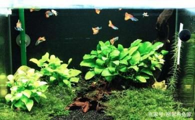 非凡鱼缸是一个品牌吗？：水族箱品牌探秘