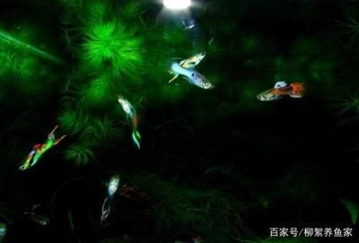 非凡鱼缸是一个品牌吗？：水族箱品牌探秘 鱼缸百科 第4张