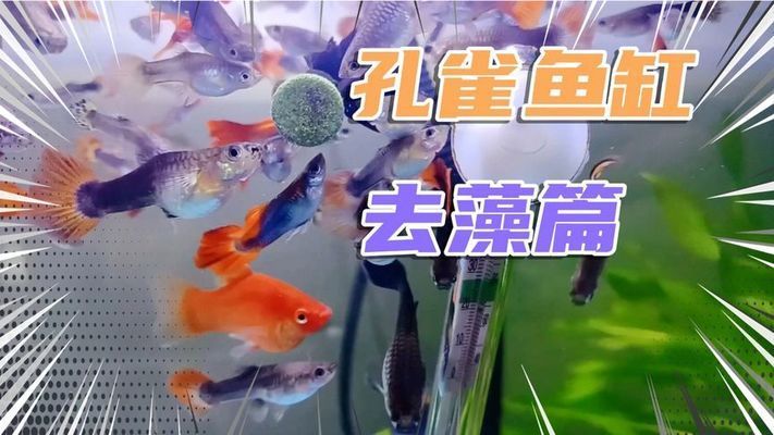 鱼缸清洁秘籍：浮法玻璃鱼缸清洁方法 鱼缸百科