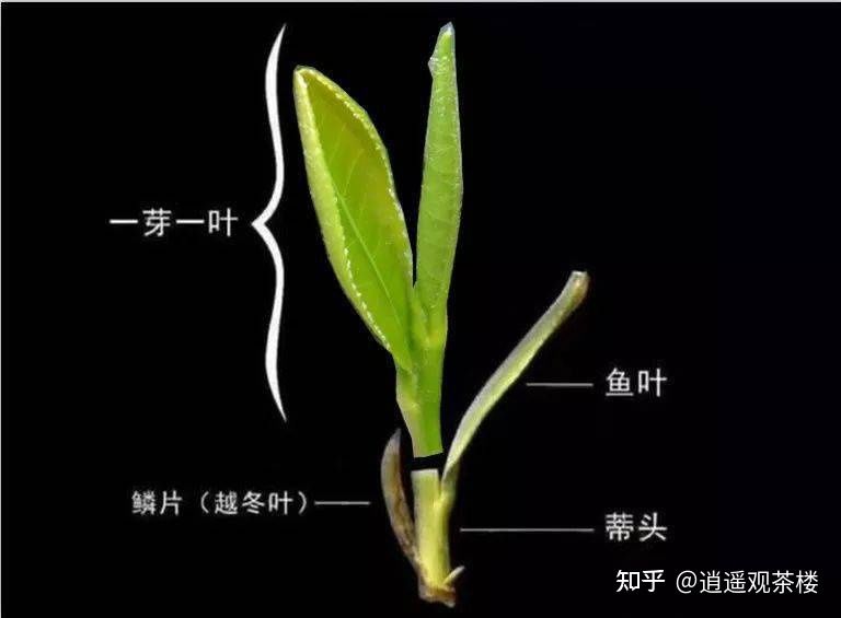 红茶茶叶可以倒入鱼缸里吗：普洱茶养鱼好吗红茶茶叶可以倒在鱼缸里吗 鱼缸百科 第2张