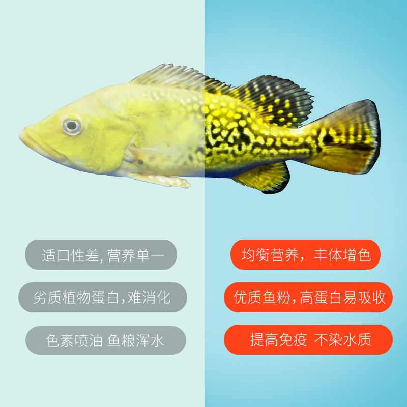 龙鱼怎么喂好消化又营养：喂食龙鱼时，遵循“少量多餐”的原则，龙鱼吃好消化又营养 龙鱼百科 第2张