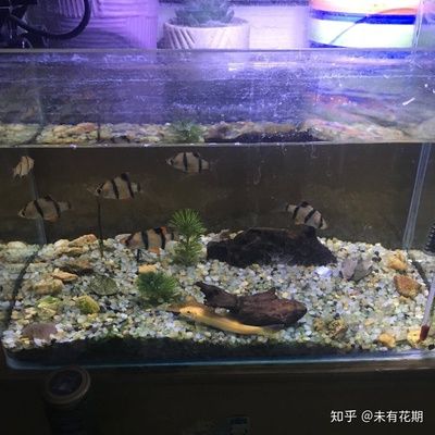 给鱼缸增氧的方法：如何给鱼缸增氧 鱼缸百科 第4张