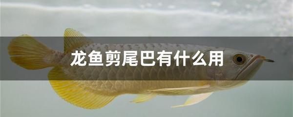 西安水族爱好者聚集地：户县有多少家水族店？ 鱼缸百科