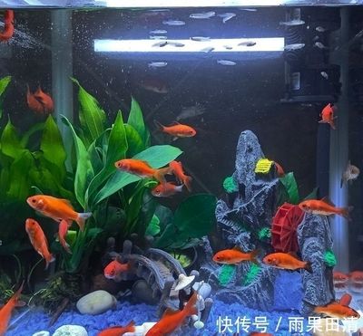 鱼缸水浑浊怎么办？：如何预防鱼缸水浑浊 鱼缸百科 第2张