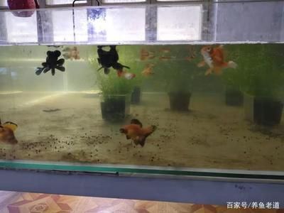 鱼缸水浑浊怎么办？：如何预防鱼缸水浑浊 鱼缸百科 第3张