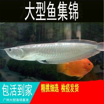 广州花鸟鱼虫市场购买鱼缸及养殖技巧养殖技巧养殖技巧：广州花鸟鱼虫市场怎么样 鱼缸百科 第4张