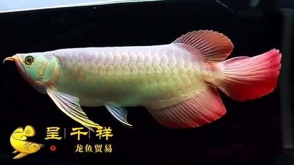 鱼缸水浑浊怎么办？：鱼缸水变浑浊怎么办