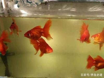 观赏鱼缸水质发黄但清澈是正常的吗？：观赏鱼缸水质发黄但清澈可能有多种原因有些是正常的