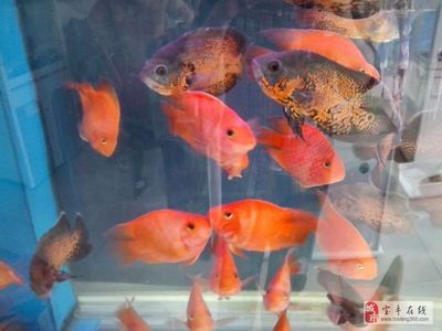 滑县道口天王水族鱼缸店在哪里找到卖家？：滑县道口天王水族鱼缸店 鱼缸百科 第1张