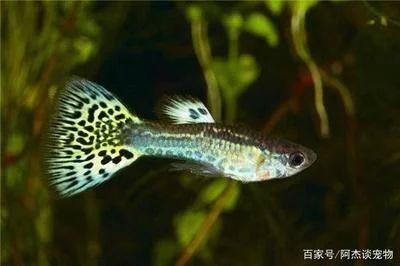 龙鱼的生活环境特点：深海龙鱼（deepseadragonfish）：深海龙鱼的生活环境特点