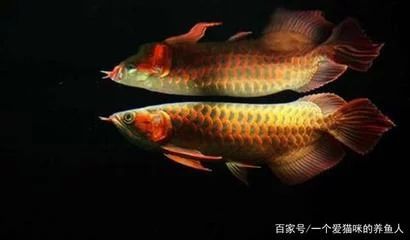 龙鱼的生活环境特点：深海龙鱼（deepseadragonfish）：深海龙鱼的生活环境特点 龙鱼百科 第2张