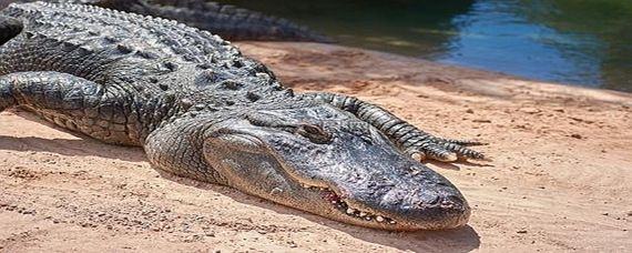 土龙鱼是扬子鳄或称作鼍(学名:alligatorsinensis)：土龙鱼是扬子鳄或称作鼍(学名:alligatorsinensis