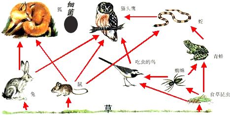 河蚌放到鱼缸里可能会对鱼产生一定的影响这些影响：河蚌放到鱼缸里会对鱼产生一定的影响吗？ 鱼缸百科 第1张