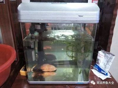 淡水鱼缸可以加盐吗？：小缸养鱼的注意事项 鱼缸百科 第1张