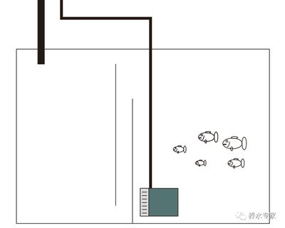 底滤鱼缸维护与保养指南：底滤鱼缸的保养与保养指南