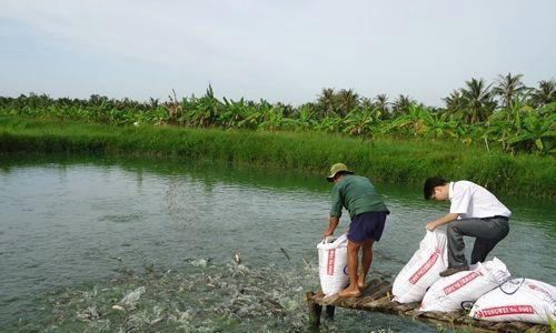 黑鱼的生长潜力：黑鱼养殖的经济效益 鱼缸百科 第2张