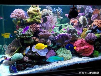 海水生态鱼缸的制作过程涉及到多个步骤涉及多个步骤：海水生态鱼缸的制作过程 鱼缸百科 第3张