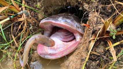 皇冠狗头鱼的颜色选择：皇冠狗头鱼是一种大型淡水观赏鱼对鱼缸的颜色选择有一定的要求