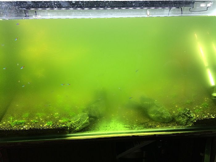 鱼缸长绿藻怎么办：灯光照射鱼缸绿藻生长需要什么条件视频制作灯光照射鱼缸