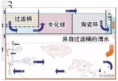 鱼缸清洁周期规划制定合理的鱼缸清洁周期是合理的关键：底滤鱼缸消毒方法 鱼缸百科 第3张