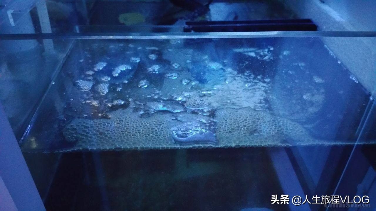 鱼缸底材选择指南：鱼缸底材如何选择 鱼缸百科 第2张