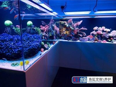 定制鱼缸的价格因素而异，diy鱼缸与定制鱼缸的成本对比：定制鱼缸与定制鱼缸的价格对比