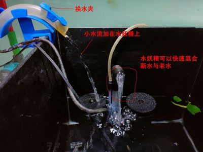 过滤桶鱼缸加水的步骤：过滤桶鱼缸加水方法 鱼缸百科 第1张