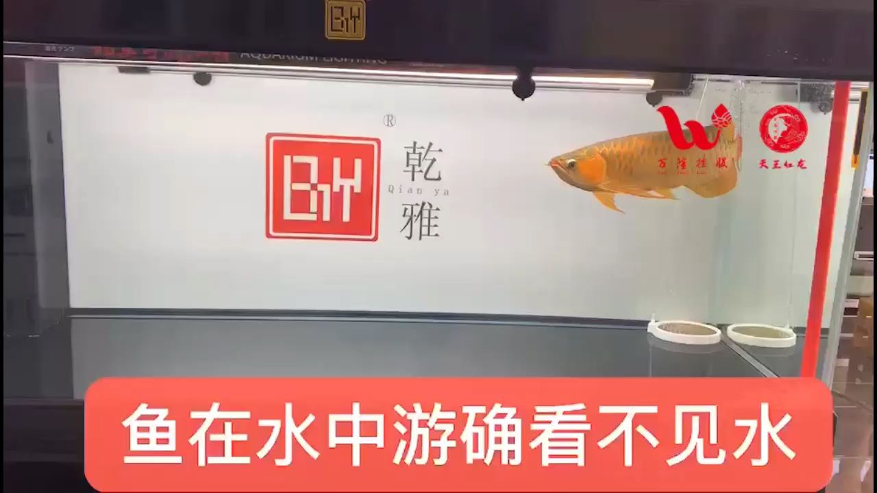 观赏鱼缸加盟店选择：杭州搏鳌水族工程有限公司 鱼缸百科