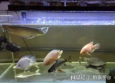 飞凤鱼的饲养方法：飞凤鱼换水换水换水是养鱼过程中不可或缺的一个误区 鱼缸百科 第4张