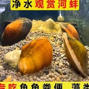 河蚌在鱼缸中喂养的详细信息：河蚌在鱼缸中喂养的详细信息：关于河蚌在鱼缸中喂养的一些详细信息