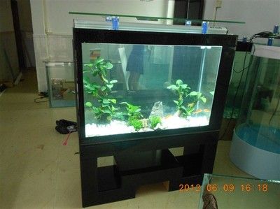 生态鱼缸的维护秘籍：山西海之星水族工艺制品