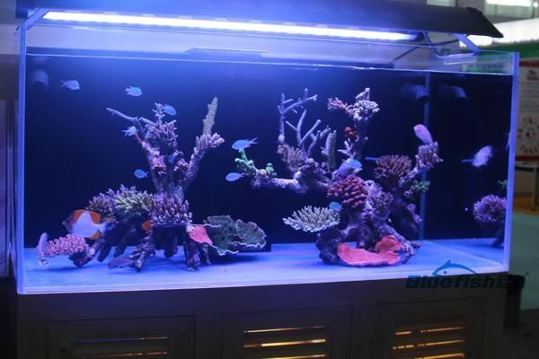 观赏鱼缸灯光的选择：科学设置鱼缸灯光时间科学设置鱼缸灯光开关的知识