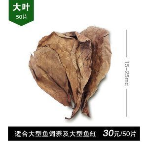 橄榄叶是一种常见的鱼缸装饰物可以为鱼缸带来益处：橄榄叶在鱼缸中的使用