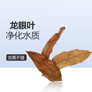 橄榄叶是一种常见的鱼缸装饰物可以为鱼缸带来益处：橄榄叶在鱼缸中的使用