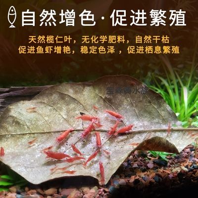 橄榄叶是一种常见的鱼缸装饰物可以为鱼缸带来益处：橄榄叶在鱼缸中的使用 鱼缸百科 第3张